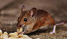 24 Hour & Emergency Exterminators in Brasstown, NC